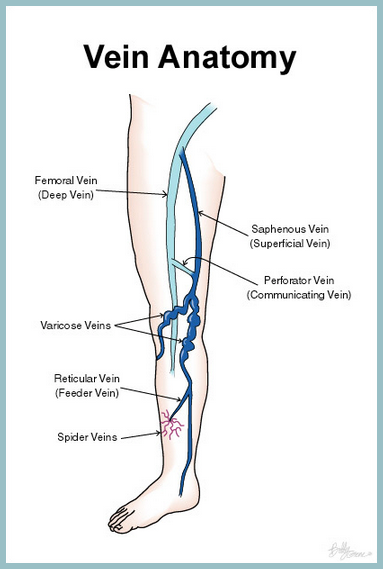 AVC Varicose Veins Vein Anatomy